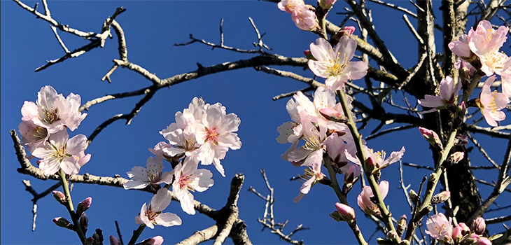 The almond blossom in Mallorca