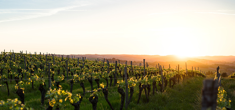 Weinprobe auf Mallorca - die perfekte Route
